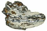 Mammoth Molar Slice With Case - South Carolina #291237-1